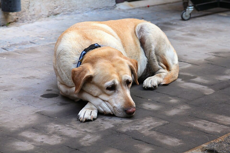 Pet Insurance in the UK: Is It Worth the Cost?