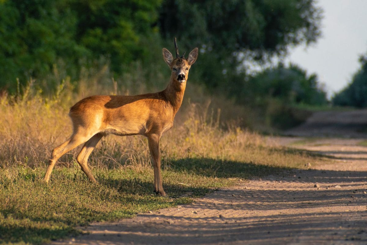 Hit a Deer This Autumn? What UK Car Insurance Pays and What It Does to Your No-Claims Discount