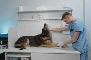Pet Insurance in the UK: Lifetime vs Maximum Benefit Cover Explained