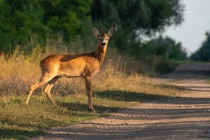 Hit a Deer This Autumn? What UK Car Insurance Pays and What It Does to Your No-Claims Discount