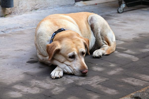 Pet Insurance in the UK: Is It Worth the Cost?