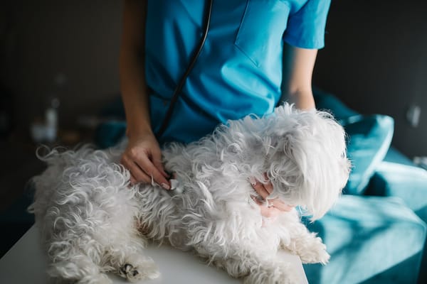 UK Pet Insurance 2026: Lifetime vs Time-Limited and the Excess Trap
